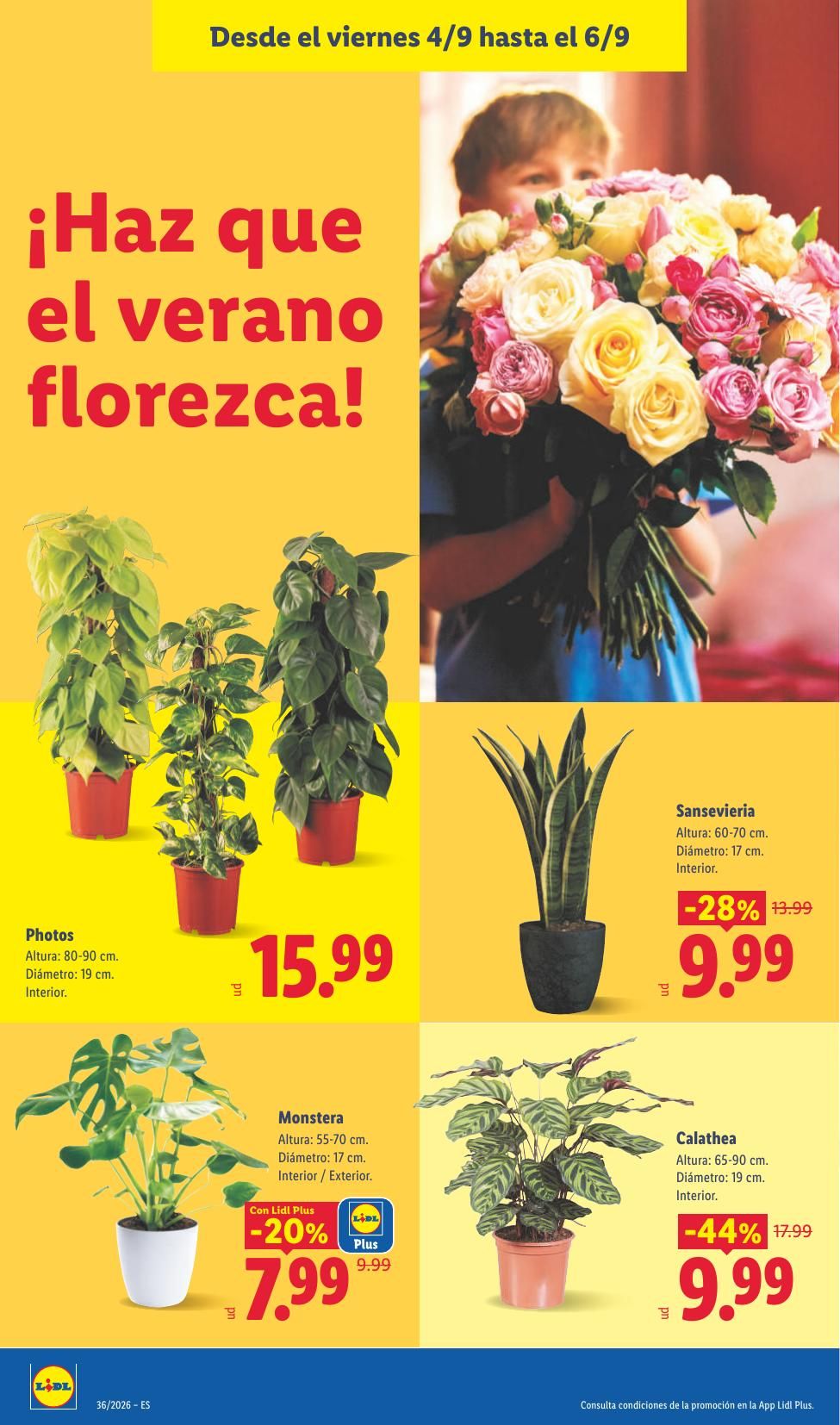 Folleto Lidl Alimentación · 31 de agosto de 2026 – 6 de septiembre de 2026 — Página 36