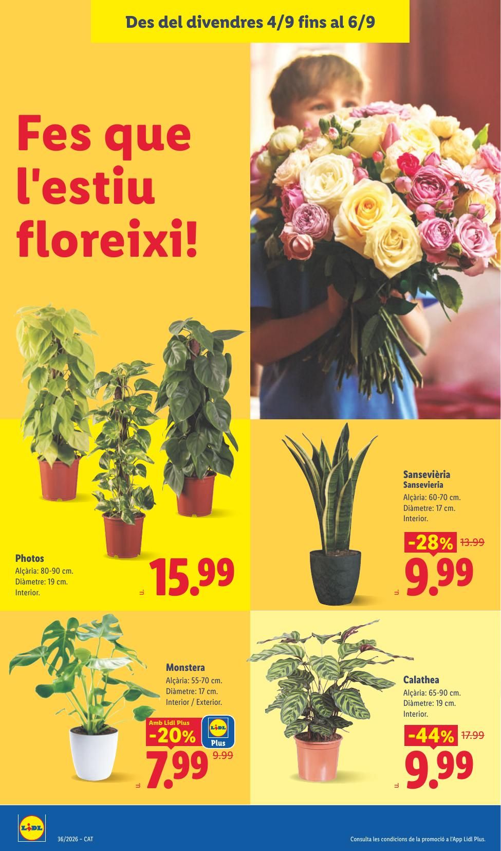 Folleto Lidl Alimentación · 31 de agosto de 2026 – 6 de septiembre de 2026 — Página 36